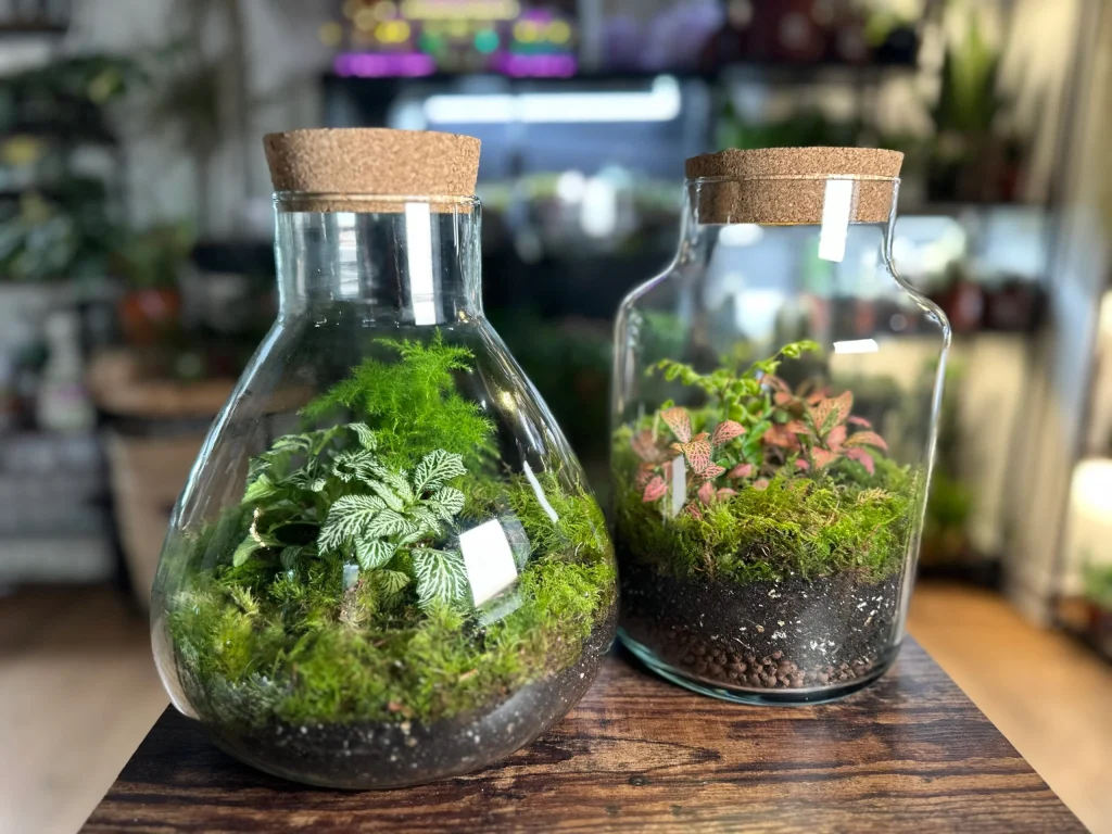 hrdc terrarium workshop